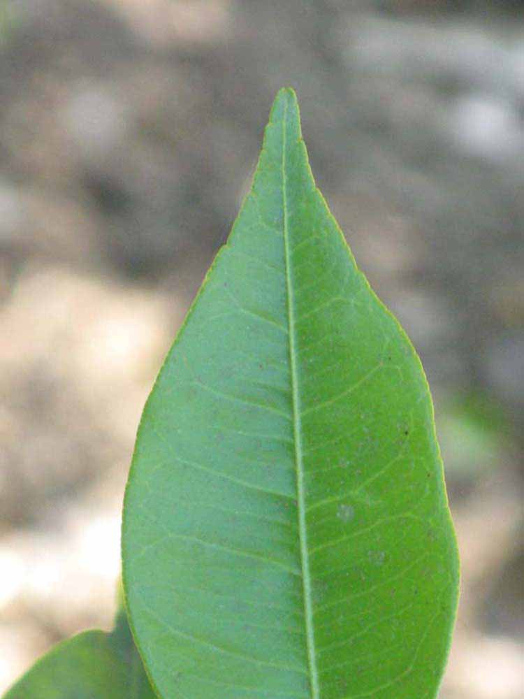              Margin (Riverside, CA)       